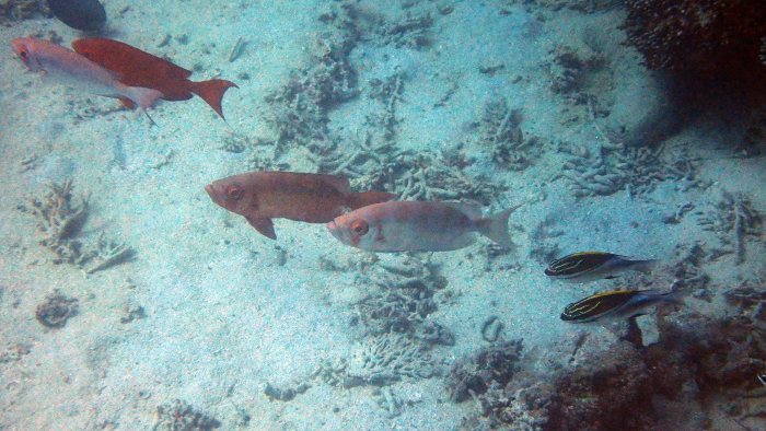 Priacanthus hamrur
