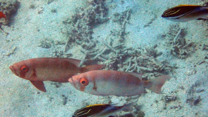 Priacanthus hamrur