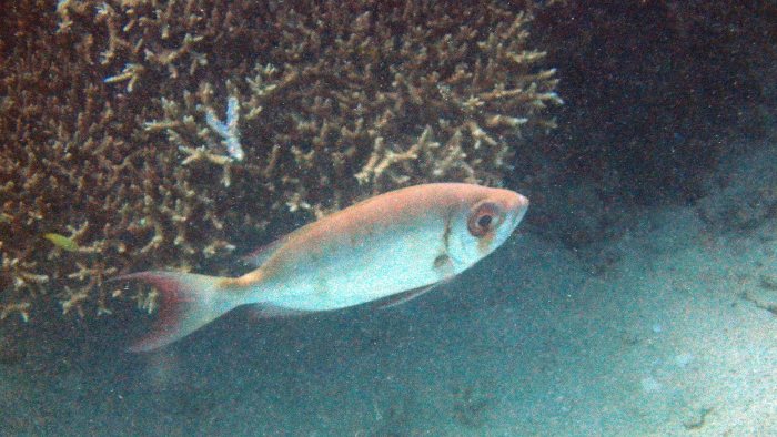 Priacanthus hamrur