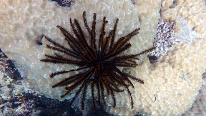 Anneissia (Oxycomanthus) bennetti