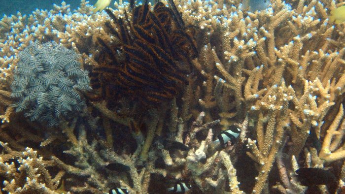 Crinoïde