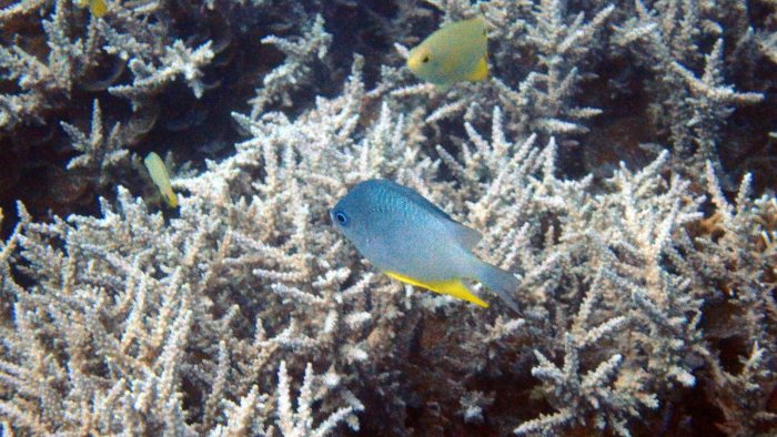 Amblyglyphidodon orbicularis