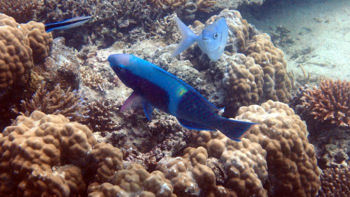 Scarus schlegeli