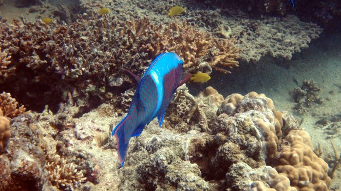 Scarus schlegeli