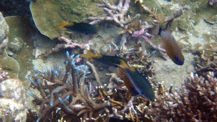 Neoglyphidodon polyacanthus