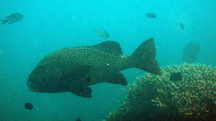 Plectorhinchus chaetodonides