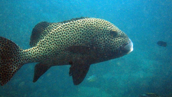 Plectorhinchus chaetodonides
