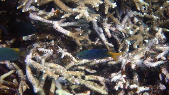 Pomacentrus pavo