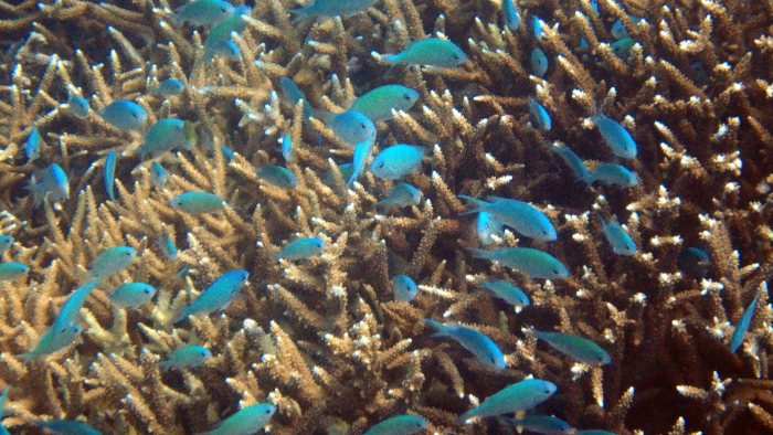 Chromis viridis
