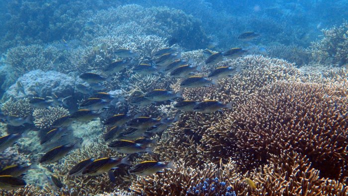 Scolopsis bilineata
