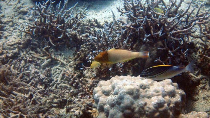 Cetoscarus ocellatus
