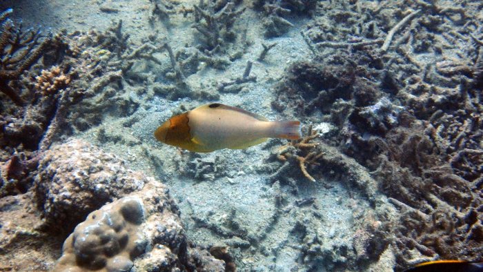 Cetoscarus ocellatus