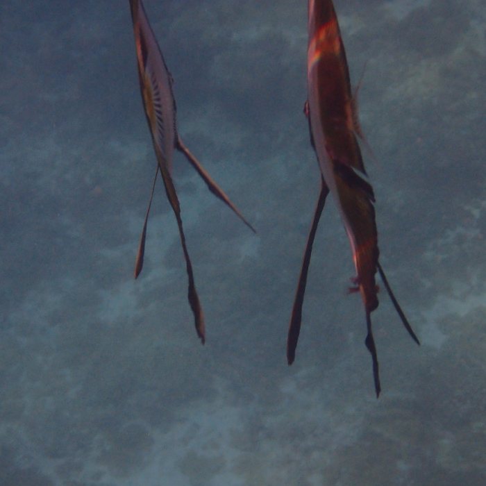 Platax orbicularis