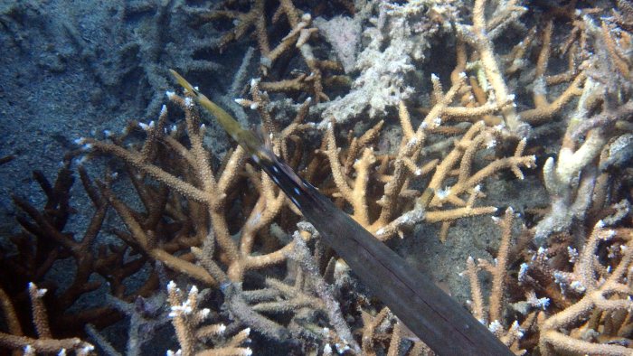 Aulostomus chinensis