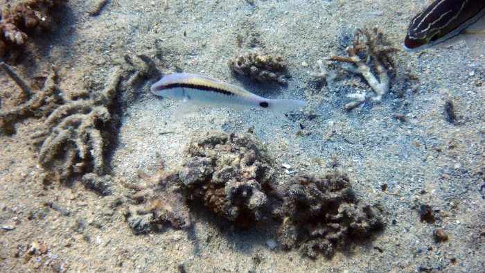 Parupeneus barberinus
