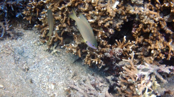 Pristotis obtusirostris