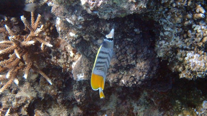 Chaetodon mertensii