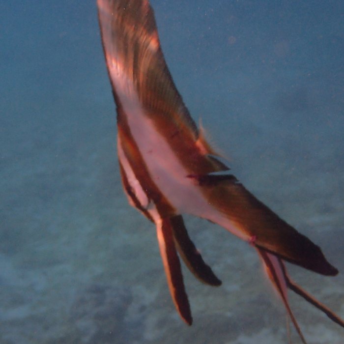 Platax orbicularis