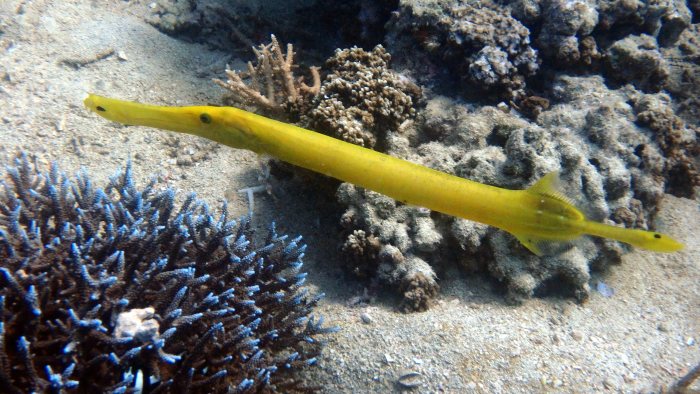 Aulostomus chinensis