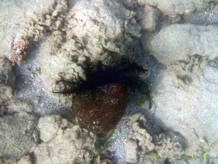 Crinoïde