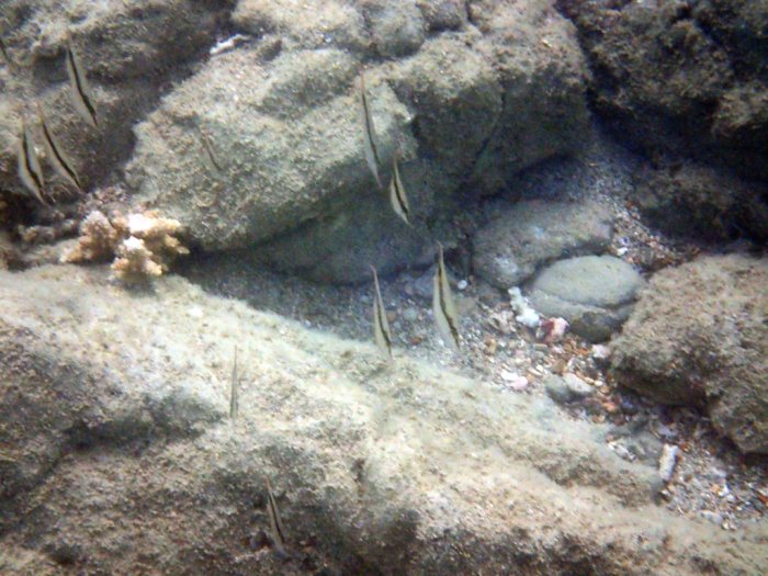 Aeoliscus strigatus