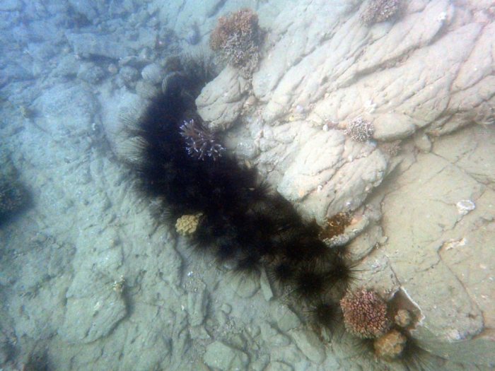 Diadema setosum