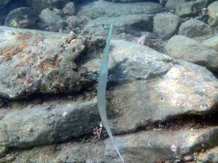 Fistularia commersonii