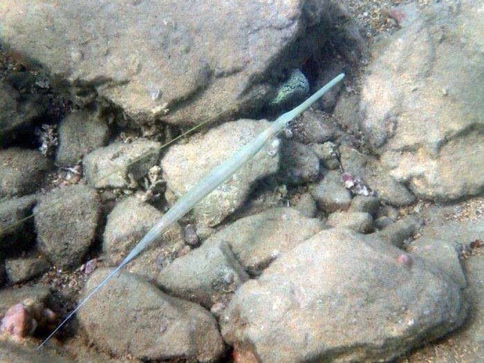 Fistularia commersonii