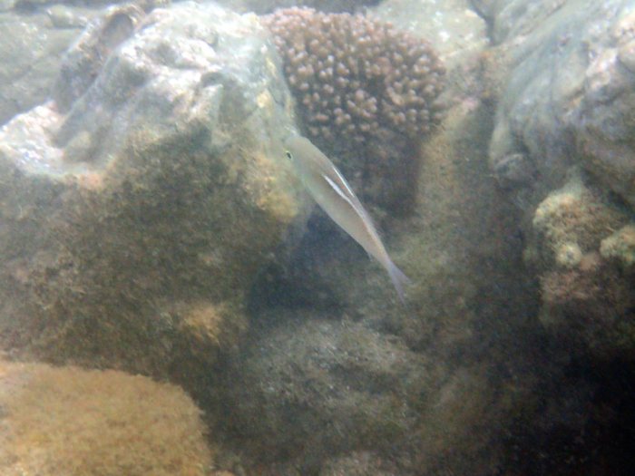 Scolopsis ciliata
