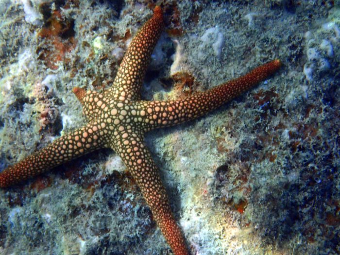 Nardoa novaecaledoniae