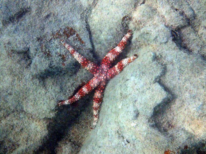 Nardoa gomophia
