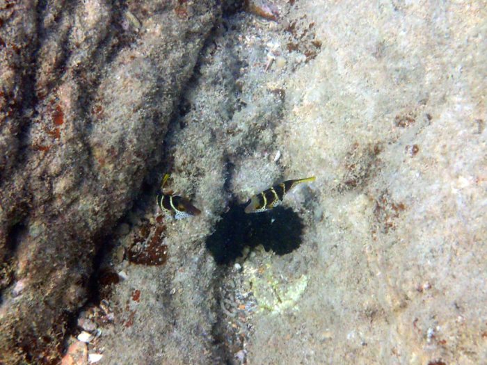 Canthigaster valentini