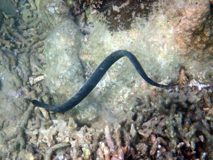 Emydocephalus annulatus