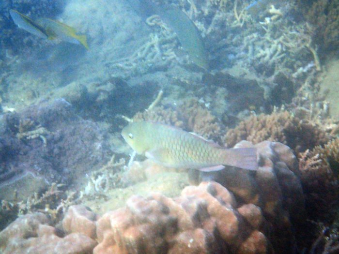 Poisson-perroquet