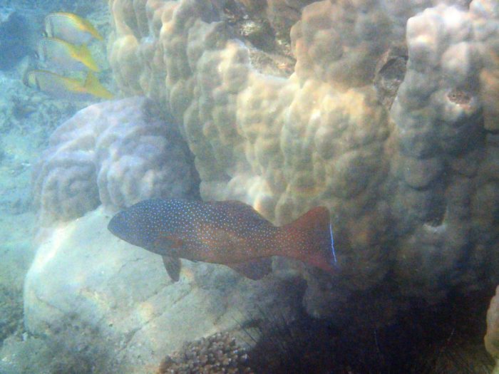 Plectropomus leopardus