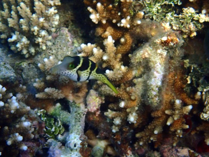 Canthigaster valentini