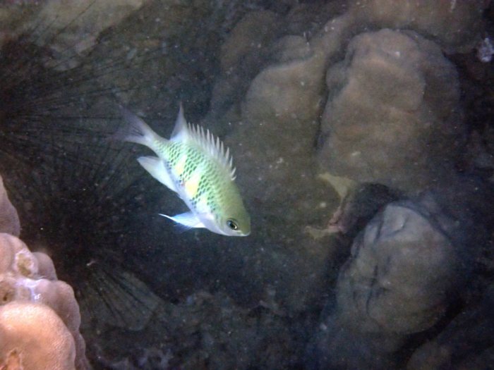 Amblyglyphidodon curacao