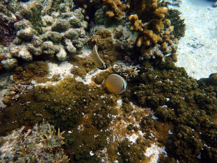 Chaetodon lunulatus