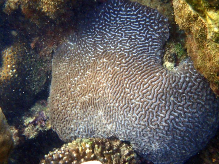 Corail dur