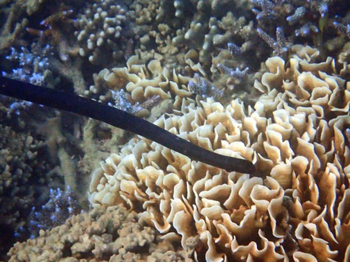 Emydocephalus annulatus