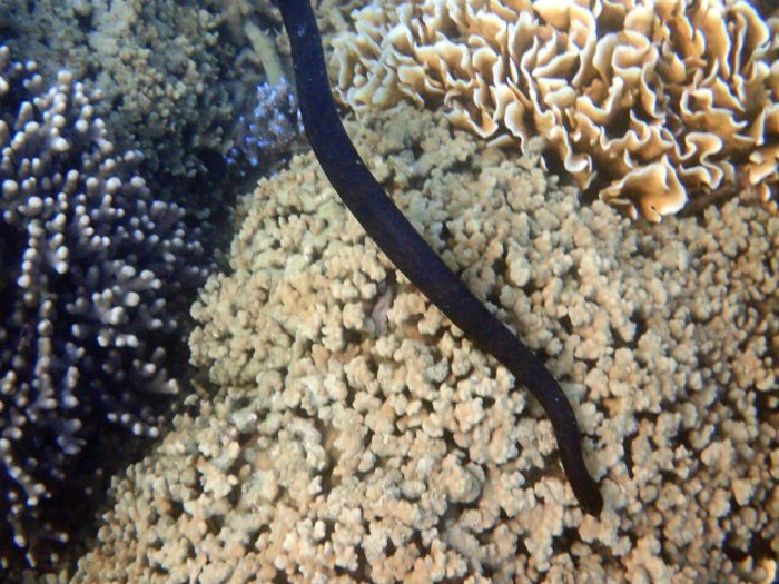 Emydocephalus annulatus