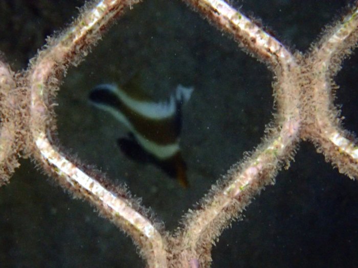 Heniochus chrysostomus