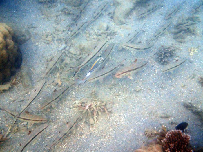 Upeneus tragula