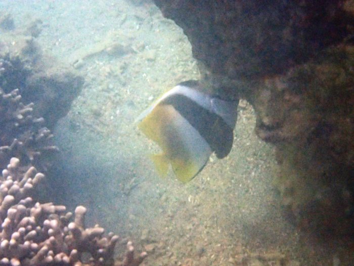 Heniochus monoceros