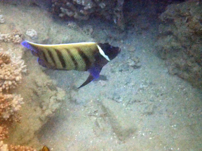 Pomacanthus sexstriatus