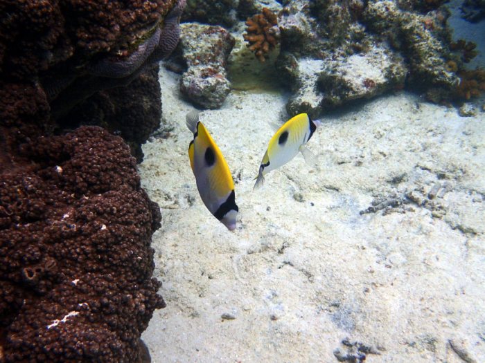 Chaetodon unimaculatus