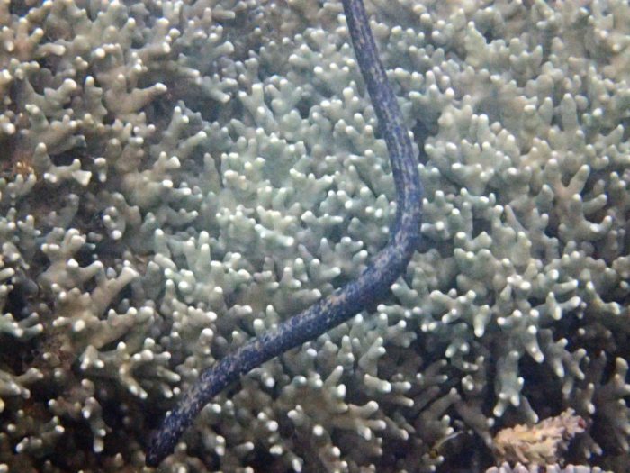 Emydocephalus annulatus
