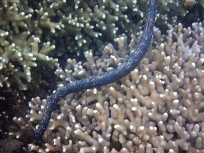 Emydocephalus annulatus