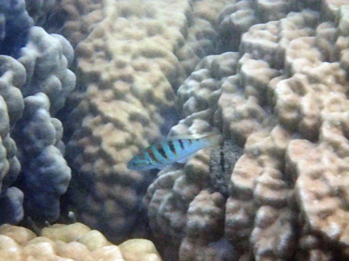 Thalassoma hardwicke