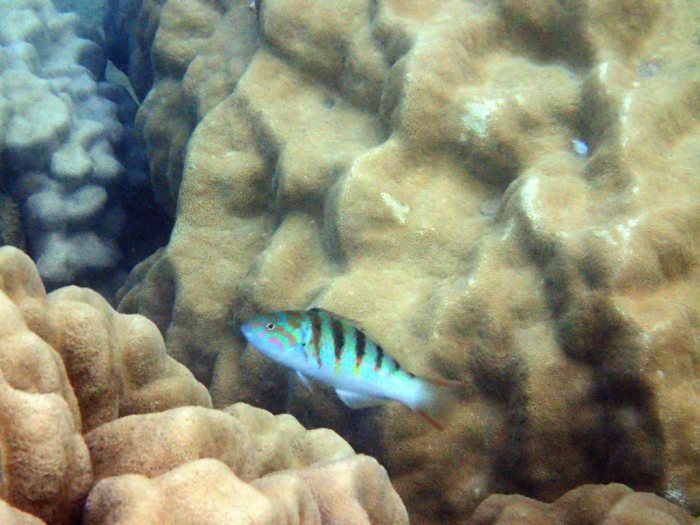 Thalassoma hardwicke